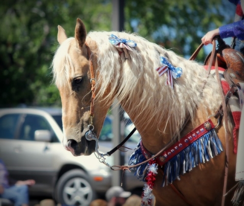 4th of july horse