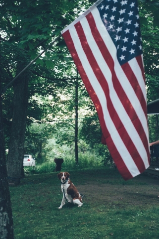 4th of July dog and flag 